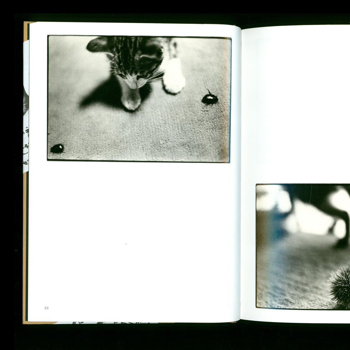 Masahisa Fukase - Sasuke (2021)