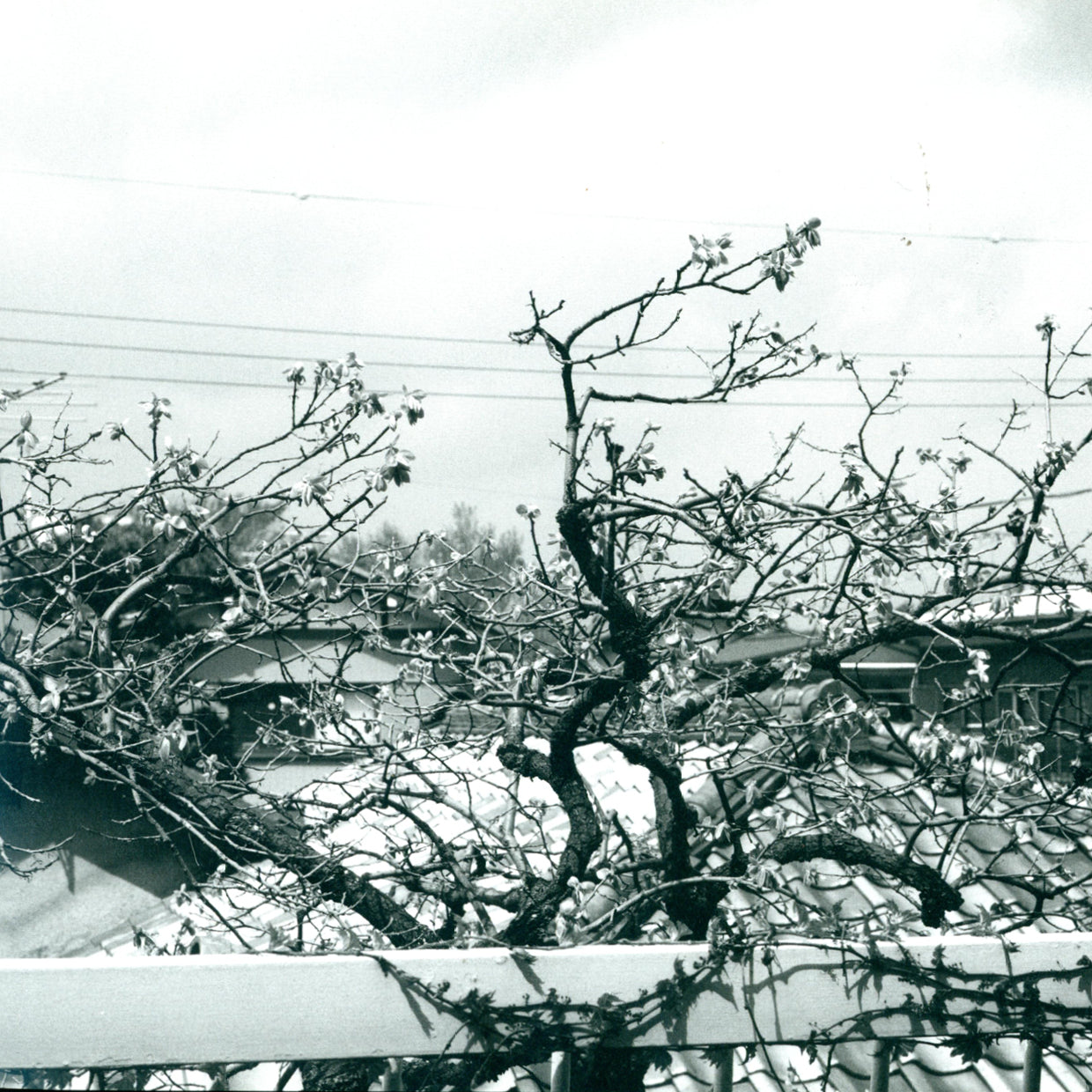 Tokyo Monogatari - Nobuyoshi Araki (1989)