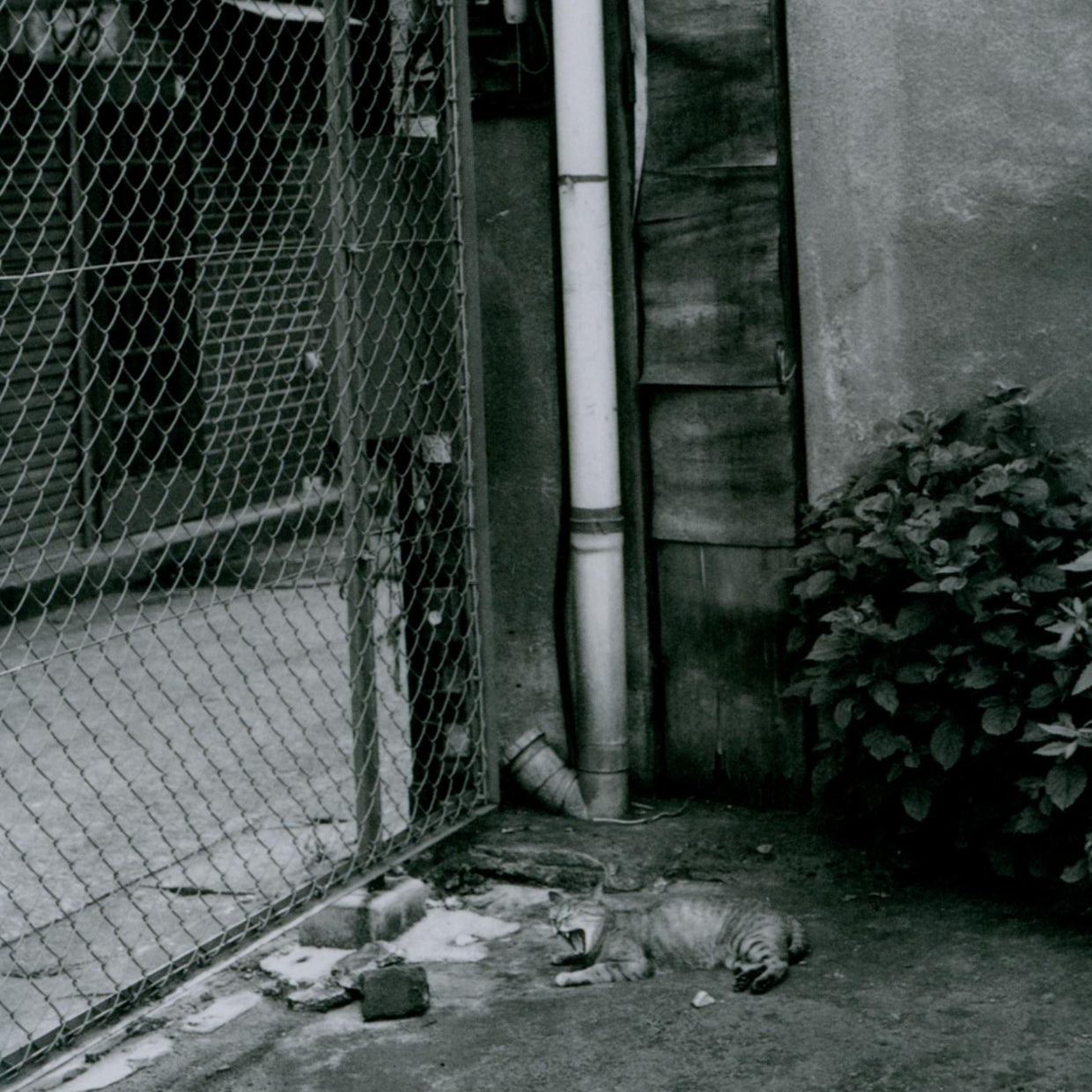 Living Cats in Tokyo - Nobuyoshi Araki (1993)