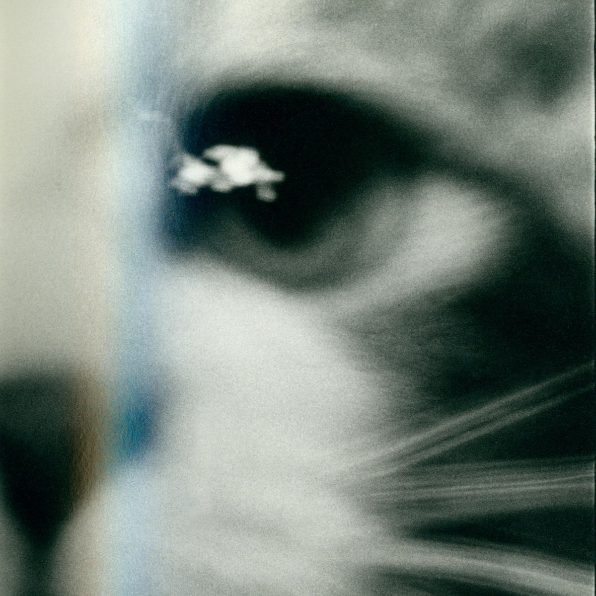 Masahisa Fukase - Sasuke (2021)